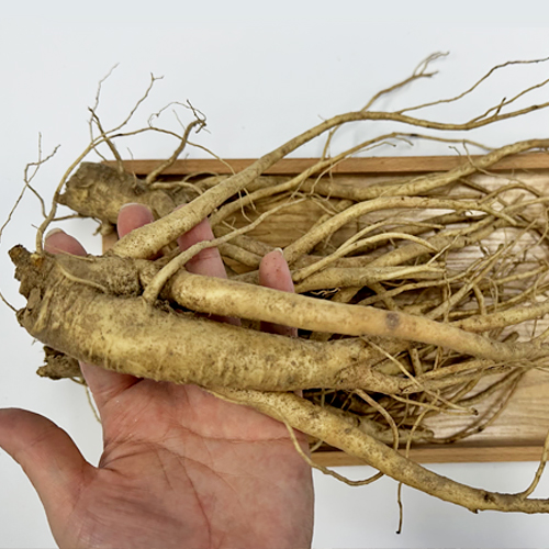 국내산 세척/흙도라지 1kg 2kg 